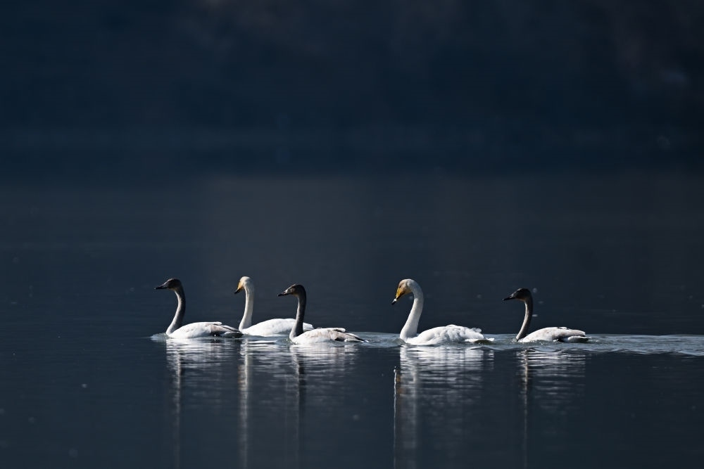 2023年11月30日，天鵝在青海省海東市化隆回族自治縣群科鎮(zhèn)境內(nèi)的黃河上游弋。近年來，青海省加大力度保護(hù)治理境內(nèi)黃河流域，改善當(dāng)?shù)厣鷳B(tài)環(huán)境，為越冬候鳥提供良好棲息地。