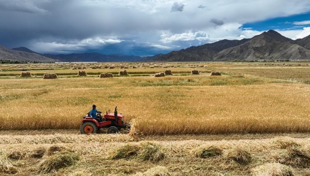 9月10日，在西藏日喀則市白朗縣巴扎鄉(xiāng)拍攝的秋收?qǐng)鼍埃o人機(jī)照片）。新華社記者晉美多吉 攝
