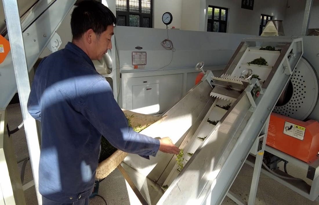 茶廠工人正在查看茶青質(zhì)量。 受訪者供圖