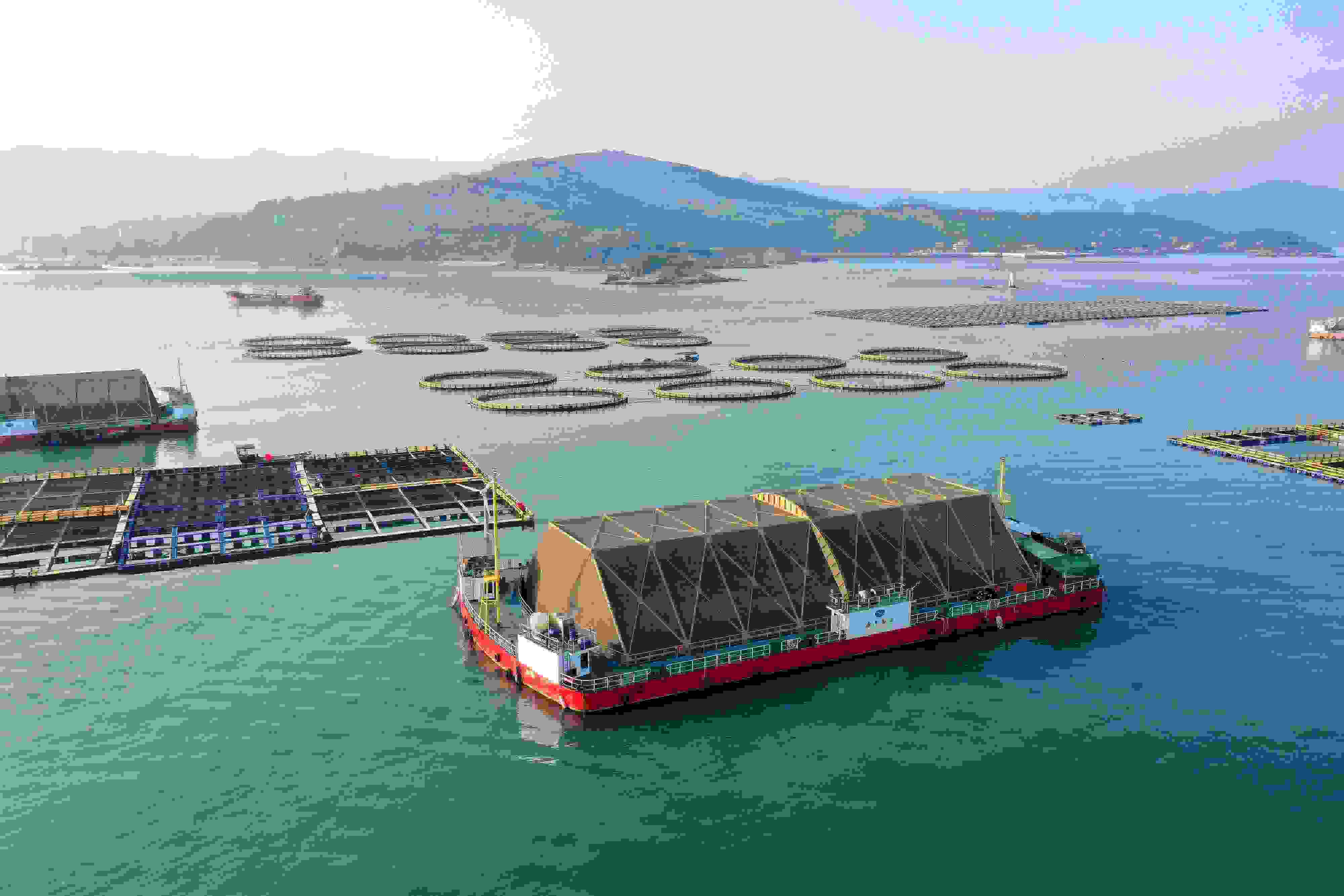 2024年9月10日拍攝的福建省福州市連江縣定海灣海域的現(xiàn)代化“海上糧倉”。