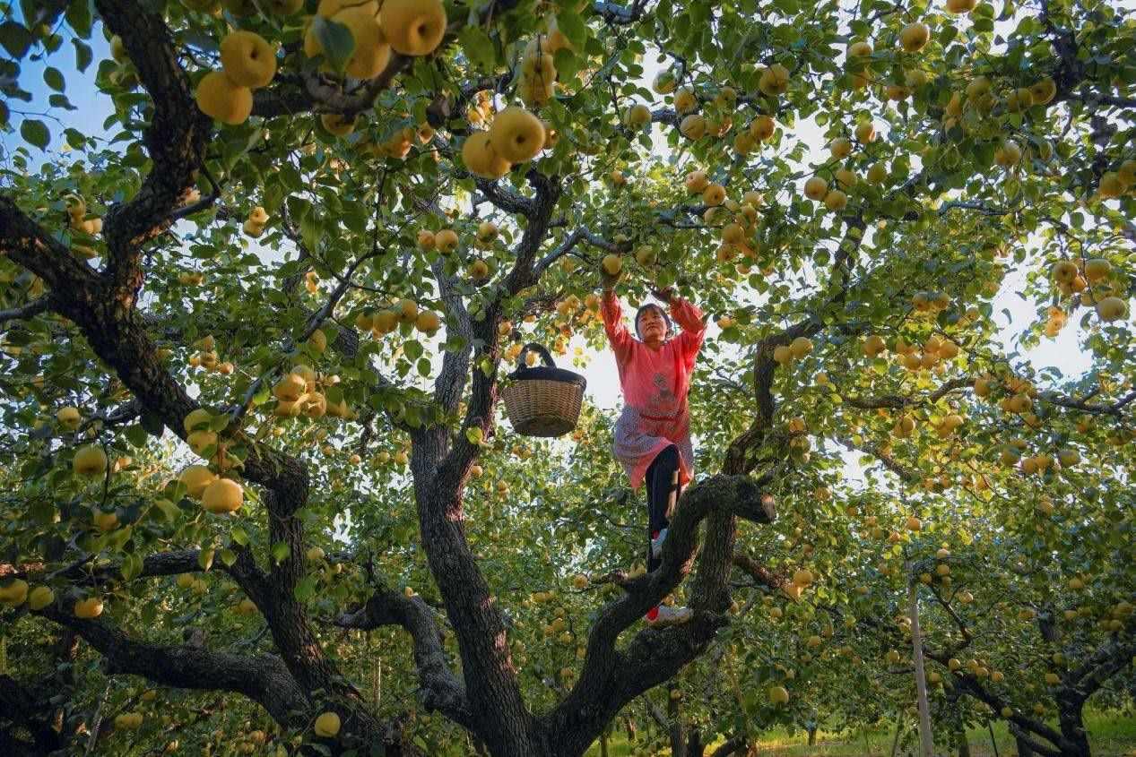 2024年10月4日，安徽省宿州市碭山縣程莊鎮(zhèn)衡樓村百年老梨園里，梨農在忙著采摘酥梨。來源:人民圖片