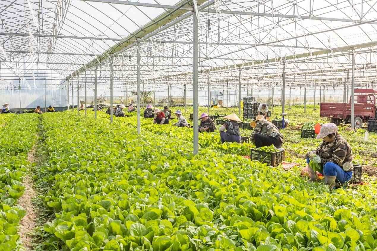 2024年10月8日，在廣西梧州市蒙山縣文圩鎮(zhèn)大明村一個(gè)大棚蔬菜基地內(nèi)，民工在采摘、包裝包心菜，準(zhǔn)備運(yùn)銷外地。來源：人民圖片