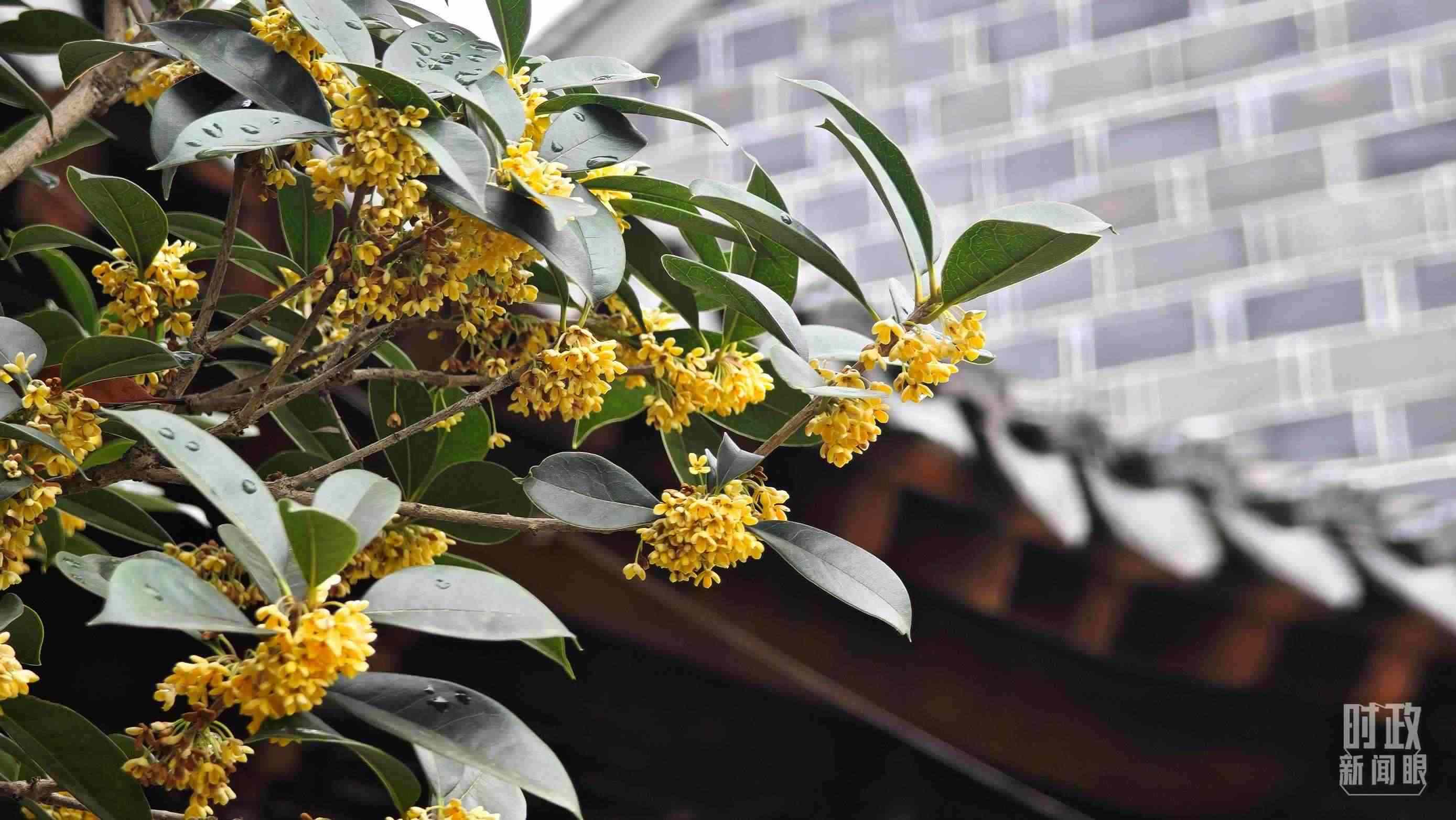 △六尺巷。（總臺央視記者趙化、彭漢明拍攝）