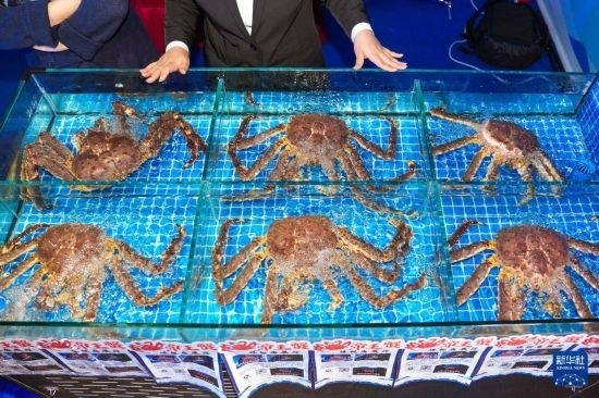 這是9月19日拍攝的吉林省琿春市一商家所售賣的帝王蟹。新華社記者 許暢 攝
