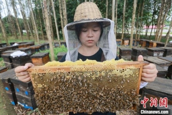 吳素英查看蜂蜜產蜜情況。湯曉逵 攝