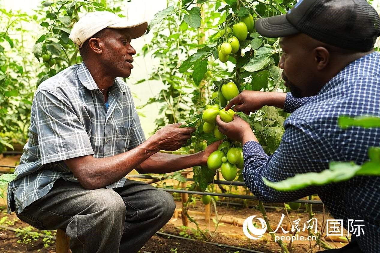 肯尼亞納庫魯郡，埃格頓大學(xué)園藝學(xué)專家史蒂芬·吉藤古在溫室大棚里指導(dǎo)當(dāng)?shù)剞r(nóng)民喬納·卡蘭賈種植番茄。人民網(wǎng)記者 黃煒鑫攝