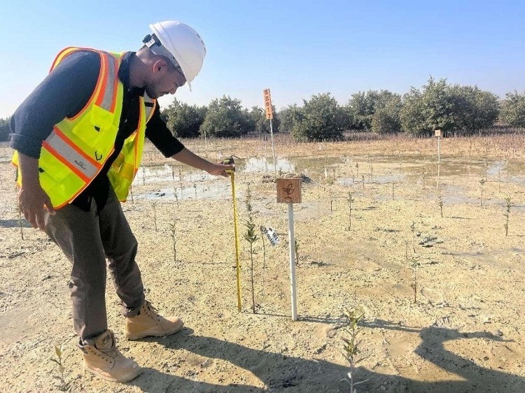 工作人員在監(jiān)測(cè)紅樹苗生長情況。中國土木供圖