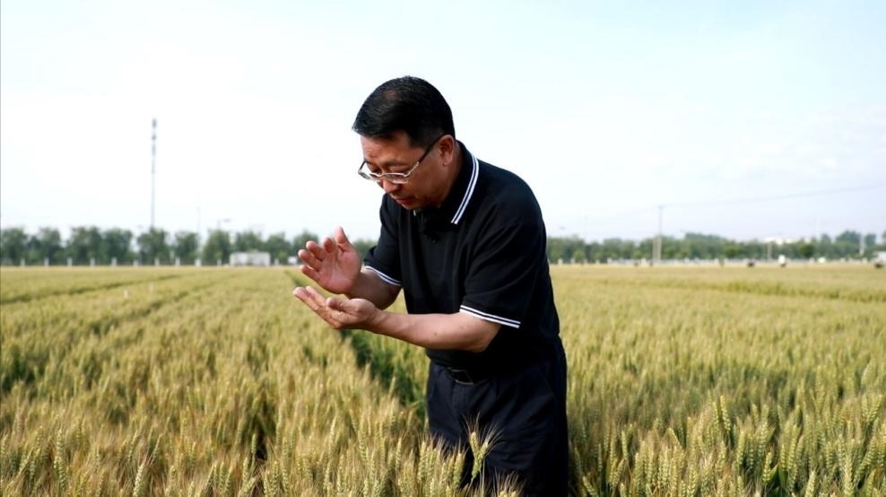 張福鎖在曲周查看小麥長勢。受訪者供圖