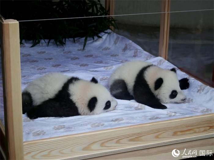 柏林動物園的明星“夢好”與“夢甜”。人民網(wǎng) 肖晶攝