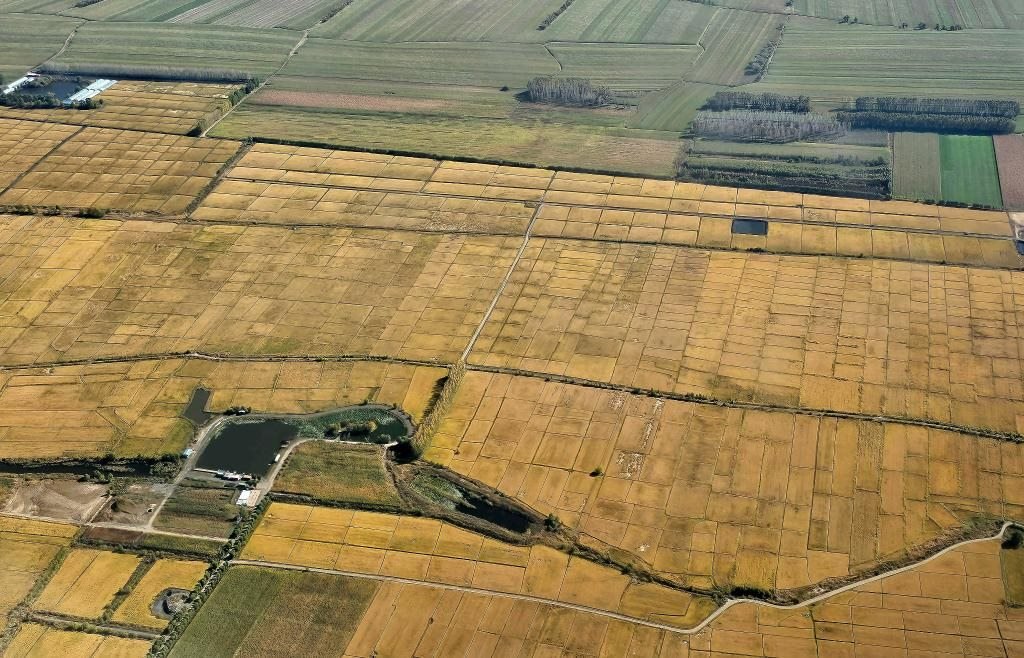 俯瞰黑龍江省哈爾濱市一處稻田（10月2日攝，無(wú)人機(jī)照片）。新華社記者 孫曉宇 攝