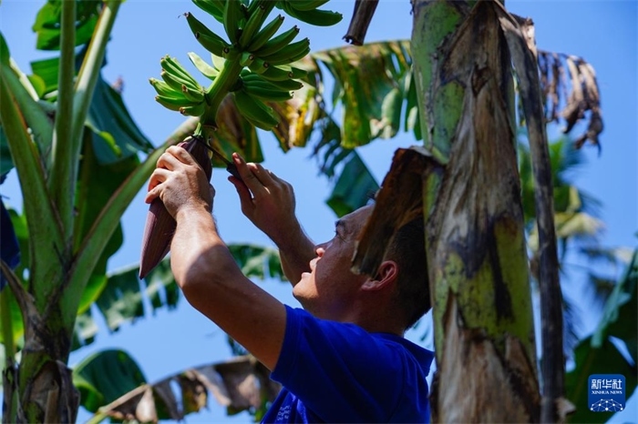 12月23日，中國熱帶農(nóng)業(yè)科學院專家趙增賢在斯里蘭卡馬坎杜拉為當?shù)剞r(nóng)戶做技術示范。新華社記者 陳冬書 攝