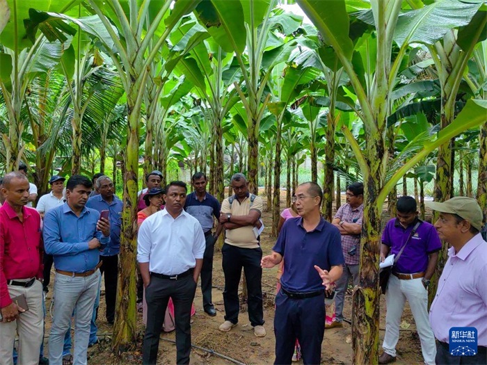 10月10日，在斯里蘭卡霍勒訥的一處香蕉示范基地，中國、聯(lián)合國糧農(nóng)組織與斯里蘭卡南南合作項目中國專家組組長孫德權為當?shù)剞r(nóng)民進行技術培訓。新華社發(fā)（中國、聯(lián)合國糧農(nóng)組織與斯里蘭卡南南合作項目專家組供圖）