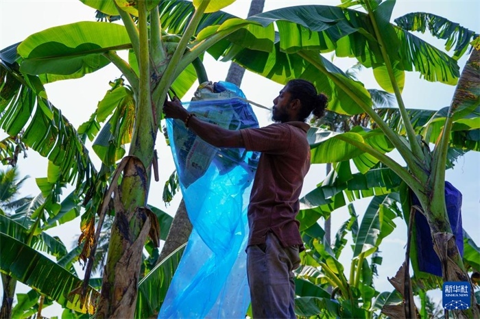 12月23日，在斯里蘭卡馬坎杜拉，農(nóng)民在香蕉試驗田里學習套袋技術。新華社記者 陳冬書 攝