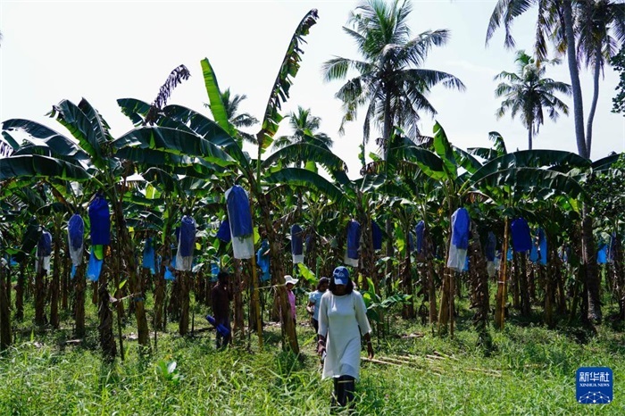 12月23日，在斯里蘭卡馬坎杜拉，農(nóng)民走過中國技術試驗田香蕉田。新華社記者 陳冬書 攝