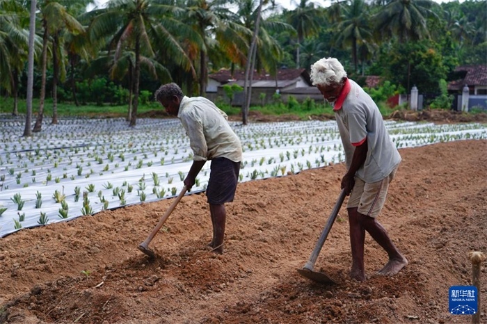 12月23日，斯里蘭卡馬坎杜拉的農(nóng)民在菠蘿田地里勞作。新華社記者 陳冬書 攝