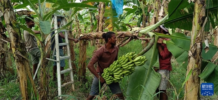 12月28日，在斯里蘭卡馬坎杜拉，當?shù)剞r(nóng)民收獲香蕉。新華社發(fā)（中國、聯(lián)合國糧農(nóng)組織與斯里蘭卡南南合作項目專家組供圖）