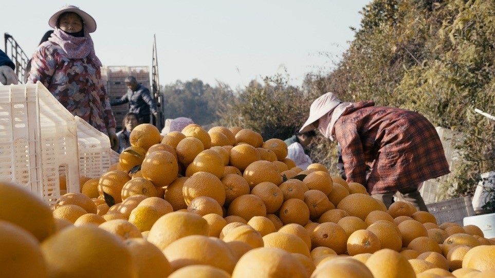 贛南臍橙喜獲豐收。人民網(wǎng)記者 張力洋攝