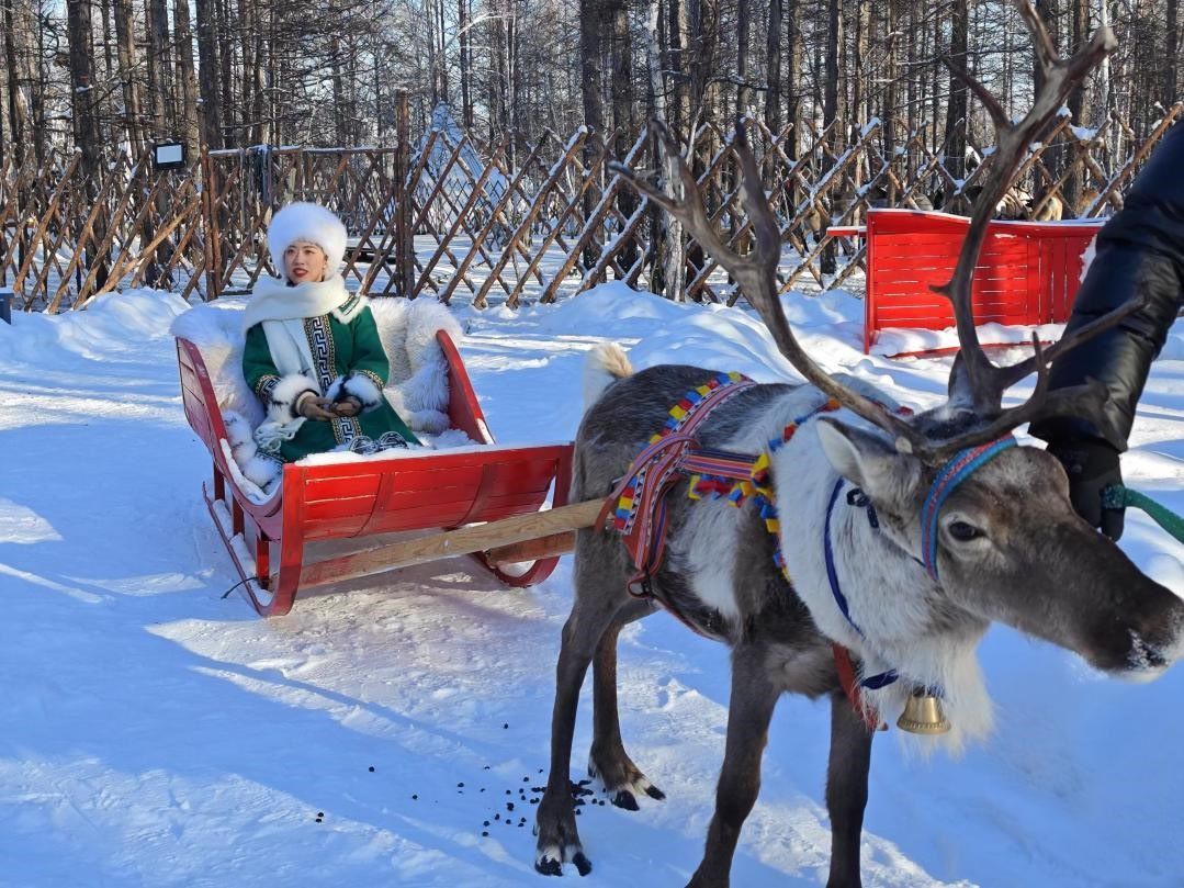 游客體驗馴鹿拉雪橇。人民網(wǎng)記者 苗陽攝