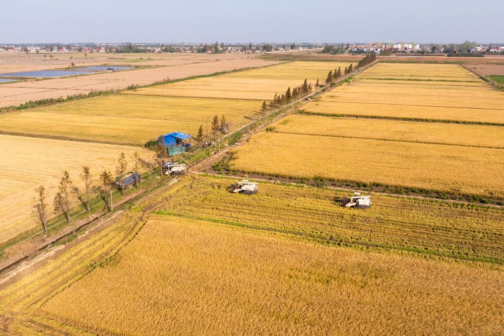 2024年11月1日，在湖南華容縣團洲垸，村民駕駛收割機收獲水稻（無人機照片）。新華社記者陳思汗 攝