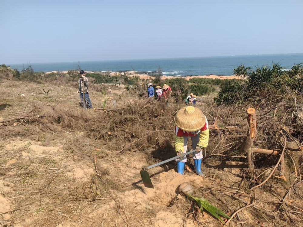 2025年1月19日，在海南文昌市，工人正在修復(fù)海岸防風(fēng)林。新華社記者吳茂輝 攝