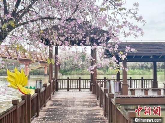 3月7日，廣州海珠國家濕地公園宮粉紫荊花海吸引游人。中新社記者 許青青 攝