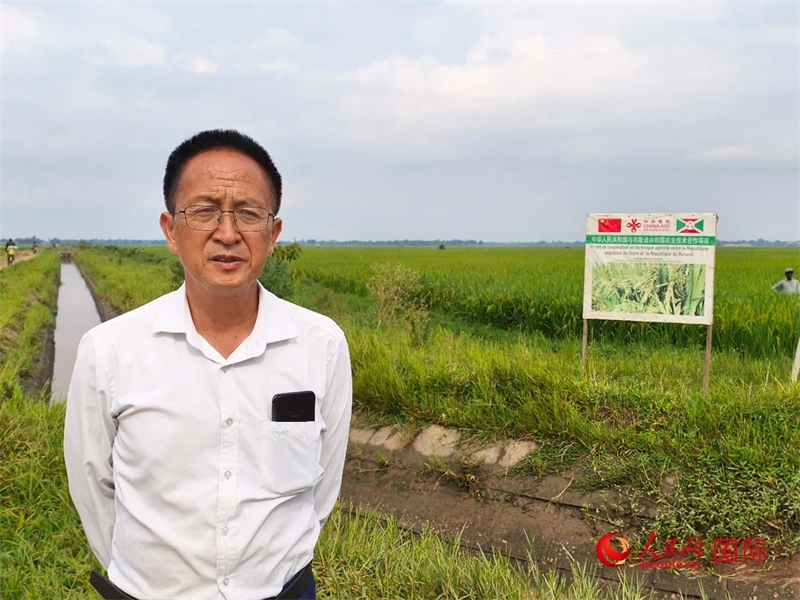 專家組組長楊華德在水稻田間地頭。 人民網記者 黃培昭攝