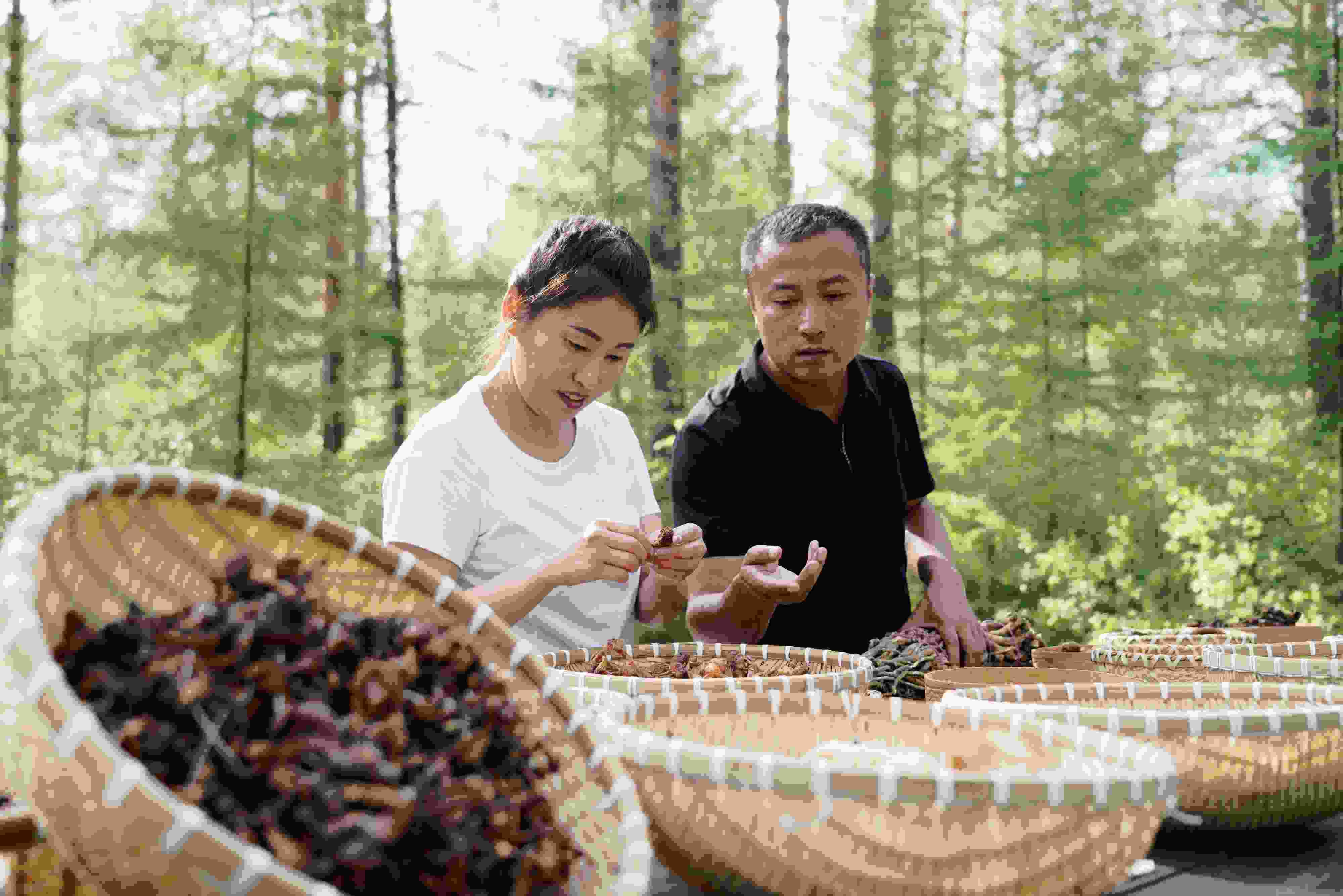 2024年8月6日，黑龍江漠河林場(chǎng)員工正在分揀采集來的林下產(chǎn)品。