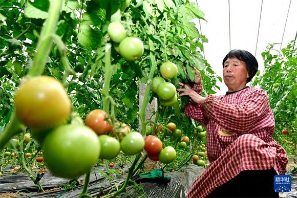 3月13日，在菏澤市鄆城縣張營街道，農(nóng)民在設(shè)施大棚里打理西紅柿。