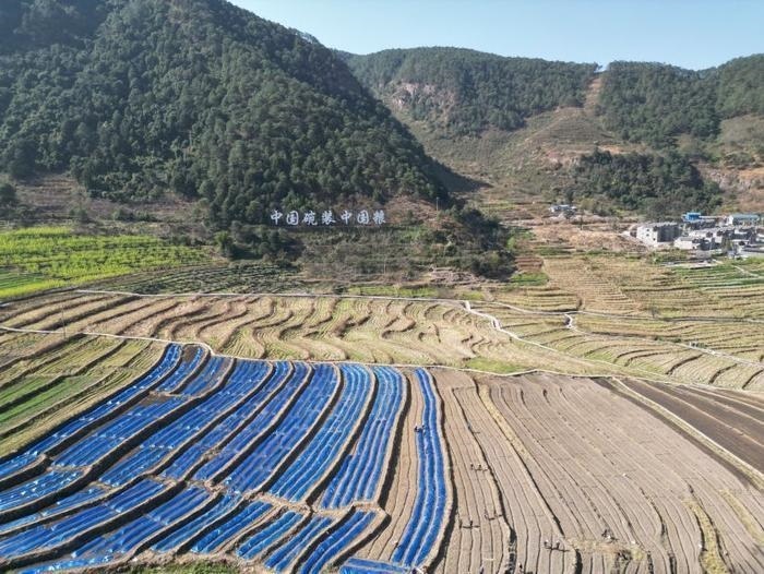 △近日，四川涼山一現(xiàn)代農(nóng)業(yè)園春耕育秧?yè)屴r(nóng)時(shí)。