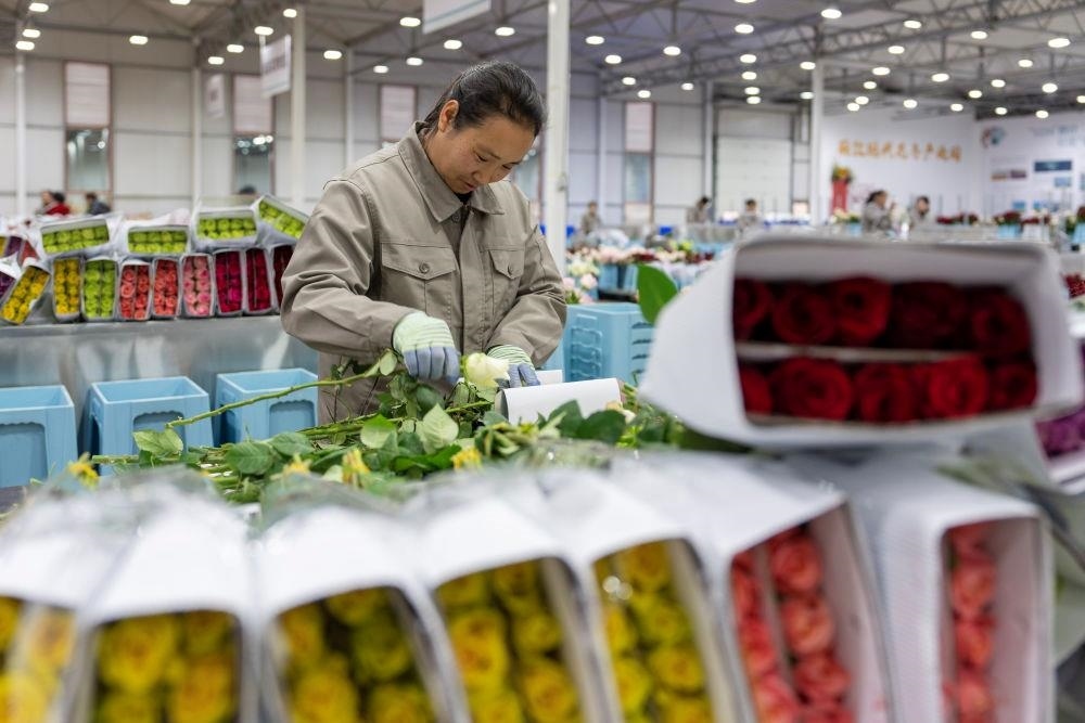 △近日，工作人員在云南麗江現(xiàn)代花卉產(chǎn)業(yè)園包裝鮮花。