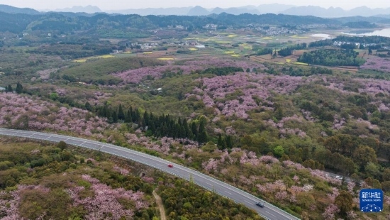 清鎮(zhèn)市紅楓湖鎮(zhèn)右二村旁的道路與花海相映（4月5日攝，無人機(jī)照片）。