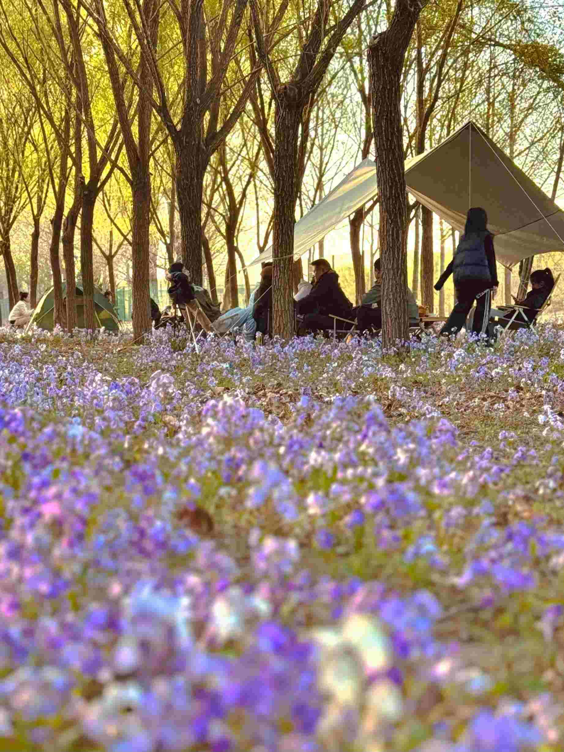 清明假期期間，范女士一家在北京溫榆河邊露營。受訪者供圖