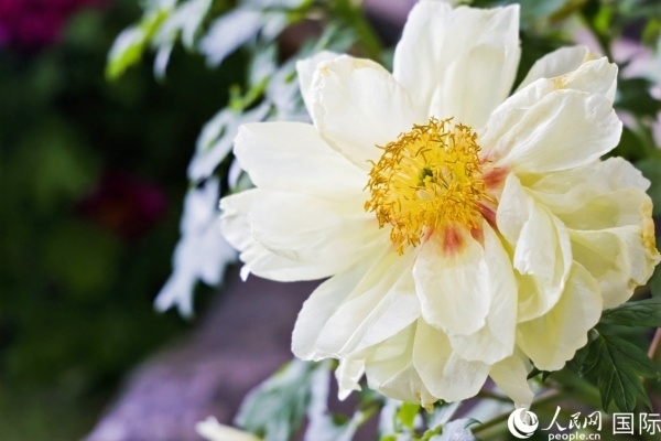 洛陽國家牡丹園牡丹盛開。 人民網(wǎng)記者 魯揚(yáng)攝