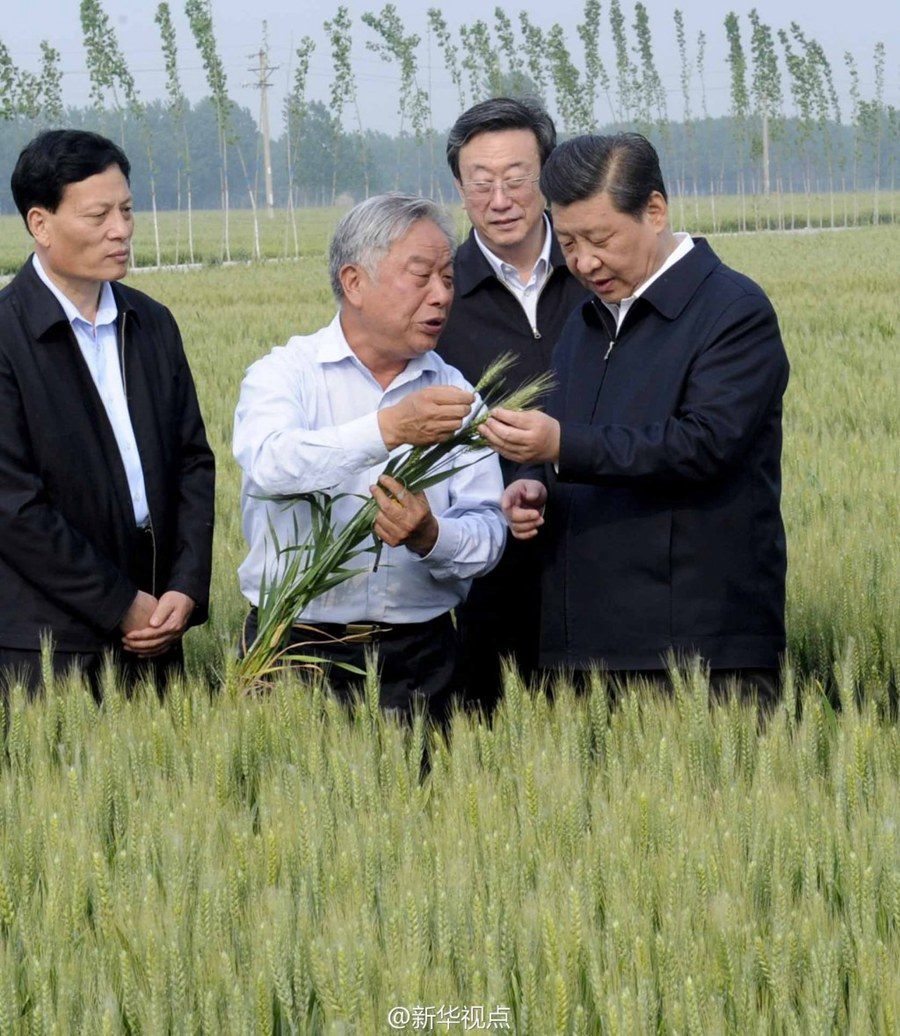 2014年5月，習(xí)近平總書(shū)記在河南省尉氏縣張市鎮(zhèn)高標(biāo)準(zhǔn)糧田察看小麥長(zhǎng)勢(shì)。