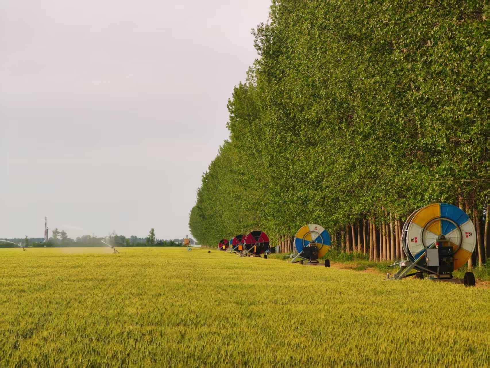 陜西華陰市華西鎮(zhèn)農(nóng)墾農(nóng)場正在作業(yè)的卷盤式噴灌機。受訪者供圖