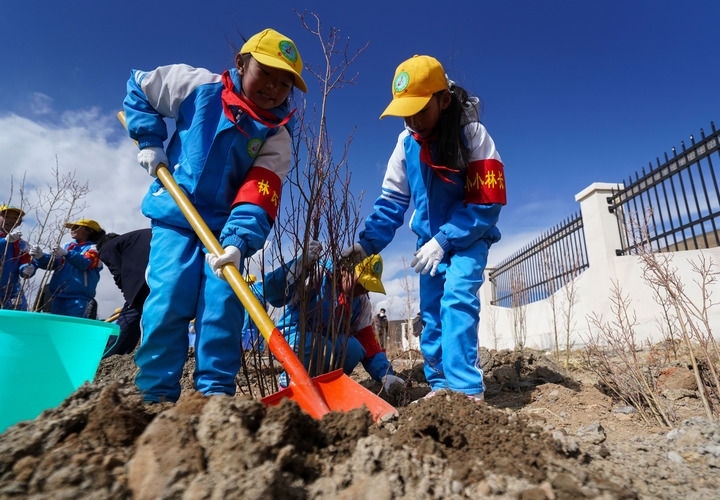 2025年4月25日，西藏那曲市小學(xué)生在植樹。新華社記者 晉美多吉 攝