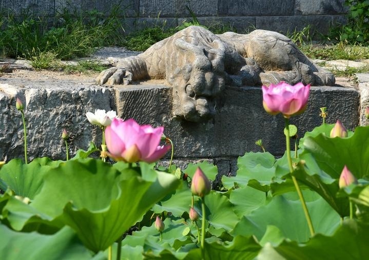 萬寧橋位于北京地安門外大街中部、什剎海東岸，是北京中軸線上最古老的橋梁，至今已有700多年歷史。近年來，北京市持續(xù)為萬寧橋“瘦身減負(fù)”，橋體風(fēng)貌得以完整展現(xiàn)，方便游客走近欣賞，深入了解古橋承載的價(jià)值和內(nèi)涵。這是2023年7月18日拍攝的北京萬寧橋橋東的鎮(zhèn)水獸。